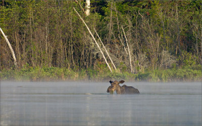 Moose Swim