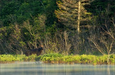 Moose Morning