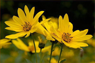 Wild Daisies