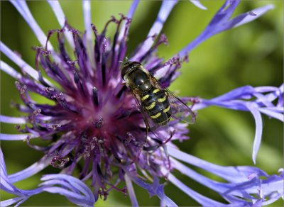 Bachelor Button & Bee