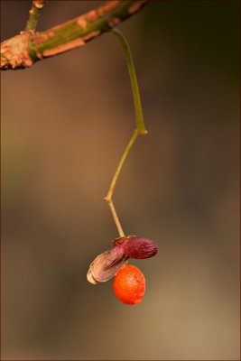 Firebush Berry