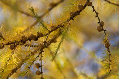 Larch Tree in Fall