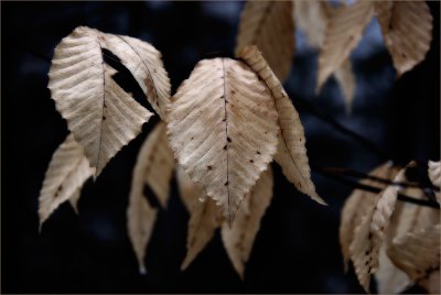 Beech Leaves in Fall