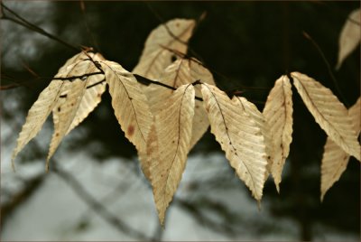 Beech Leaves on a Rainy Day