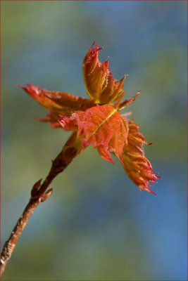 New Life