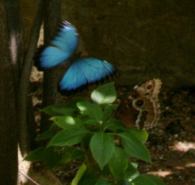 Butterfly Farm - St. Thomas - May 2009