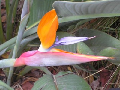 BirdofParadise.jpg