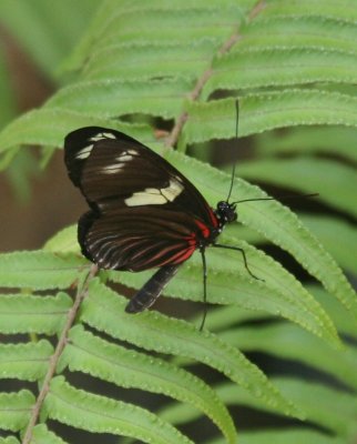 Black&RedButterfly.jpg