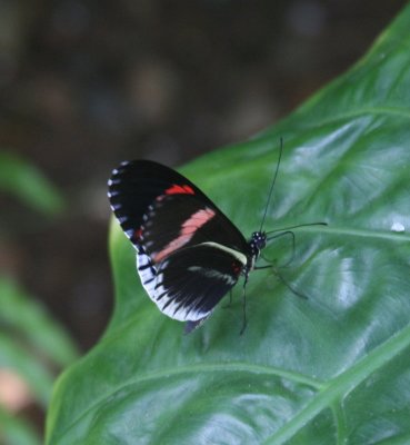 BlackRed&WhiteButterfly.jpg