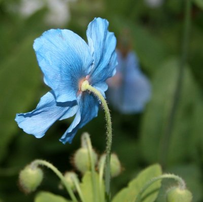 BlueFlowerBack.jpg