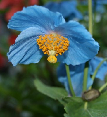 BlueFlowerFront.jpg