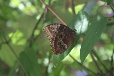 BrownButterfly.jpg