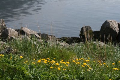 Dandelions.jpg