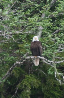 Eagle.jpg