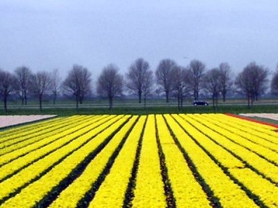 Fields.jpg