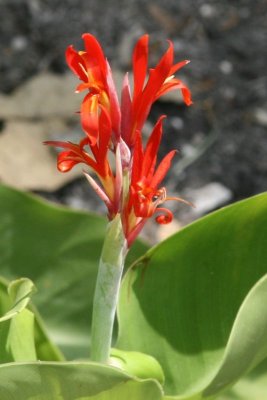 Flower.jpg