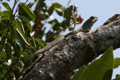 Iguana.jpg