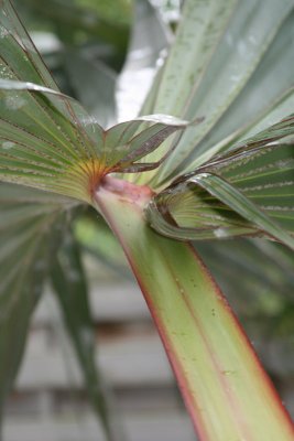 Palm.jpg