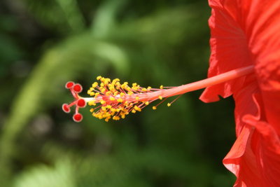 RedHibiscusStamen.jpg
