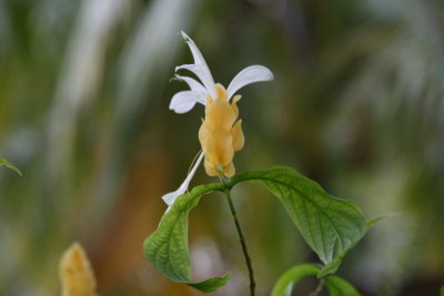 ShrimpFlower.jpg