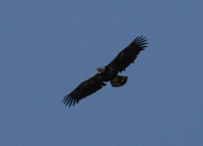 Soaring2.jpg