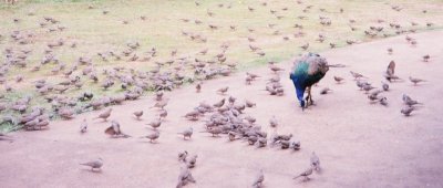 Surrounded.jpg
