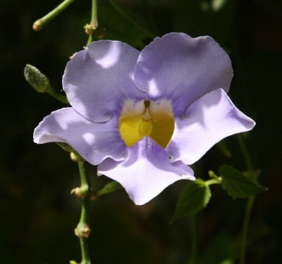 VioletOrchid.jpg