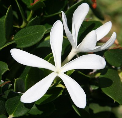 WhiteFlowers.jpg