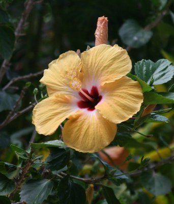 YellowHibiscus.jpg