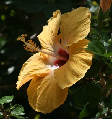 YellowHibiscusStamen.jpg