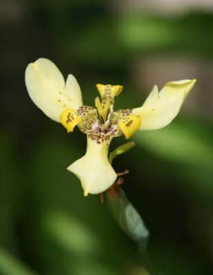 YellowOrchid.jpg