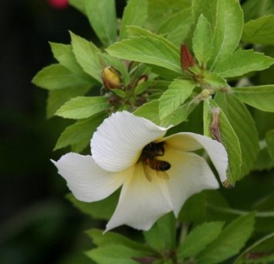 BeeinFlower.jpg