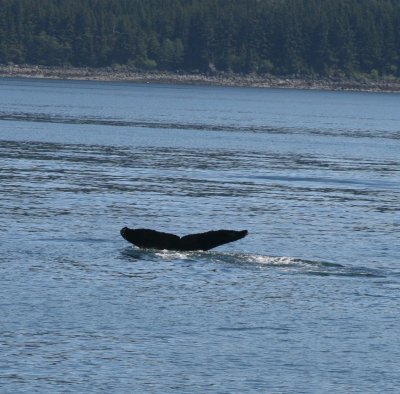 IMG_4681cropped.JPG