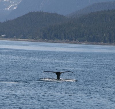 IMG_4708cropped.JPG