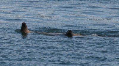 IMG_4745zoomcropped.JPG