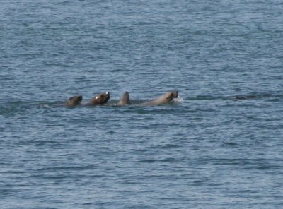 IMG_4769cropped.JPG