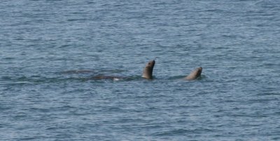 IMG_4773cropped.JPG