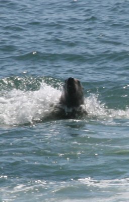 IMG_4776cropped.JPG
