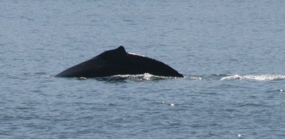 IMG_4810cropped.JPG