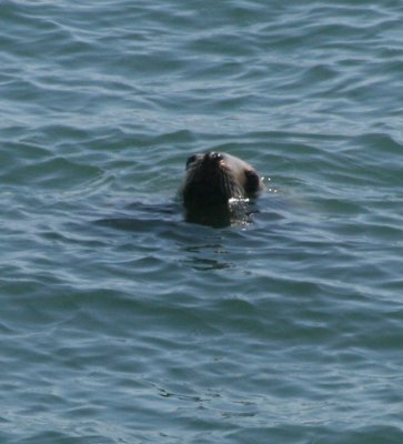 IMG_4818cropped.JPG