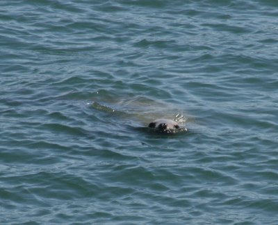 IMG_4821cropped.JPG