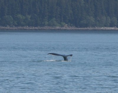 IMG_4843cropped.JPG