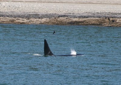 IMG_4962cropped.JPG