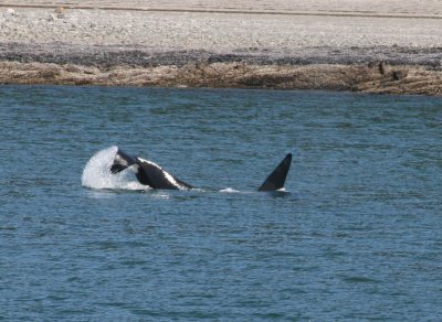 IMG_4966cropped.JPG