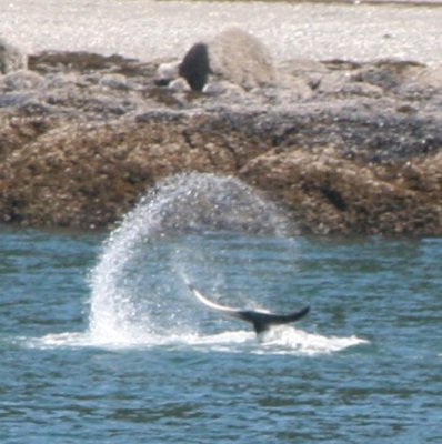 IMG_4975zoomcropped.JPG