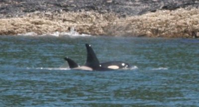 IMG_5003zoomcropped.JPG