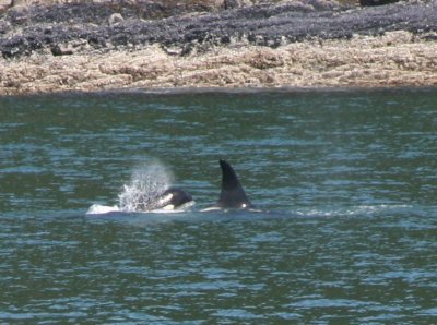 IMG_5004cropped.JPG