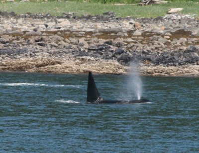 IMG_5020cropped.JPG