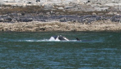 IMG_5029cropped.JPG