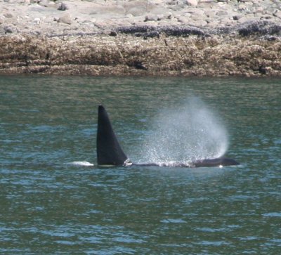 IMG_5042cropped.JPG